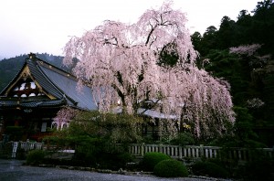 身延山久遠寺　  友延晴美様